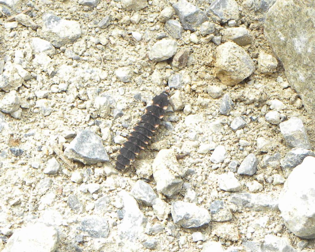 Larva di Lampyris raymondi